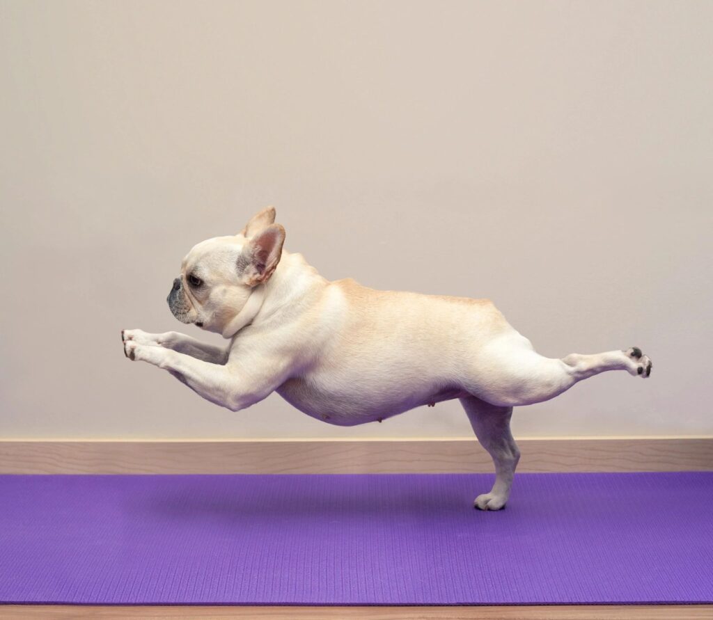 Frenchie doing yoga